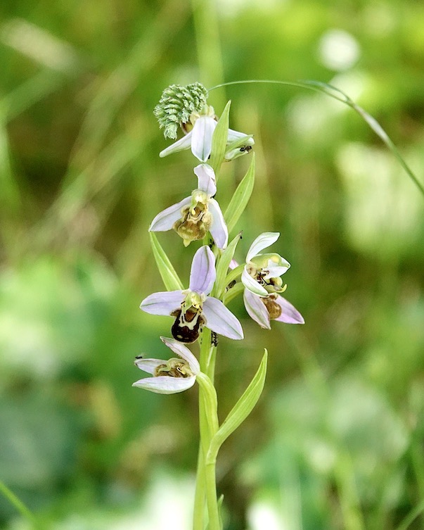 bee
